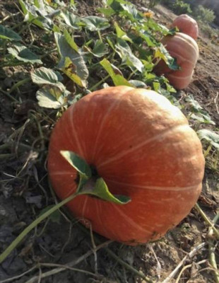 Chalisa Pumpkin Seed(35 per packet)