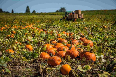 Aro Pumpkin Seed(10 per packet)