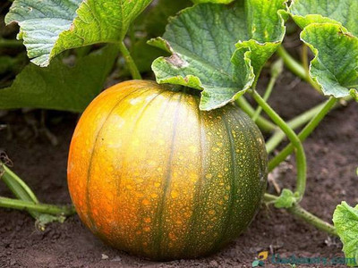 Aro Pumpkin Seed(150 per packet)