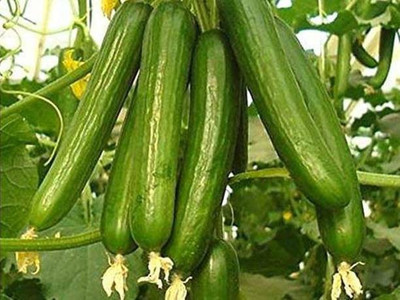 Chalisa Cucumber Seed(45 per packet)
