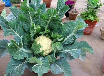 Aro Cauliflower, Gobi Seed(30 per packet)