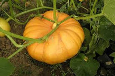 MAA Pumpkin Seed(136 per packet)