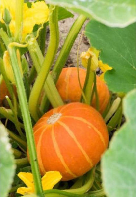 MAA Pumpkin Seed(59 per packet)