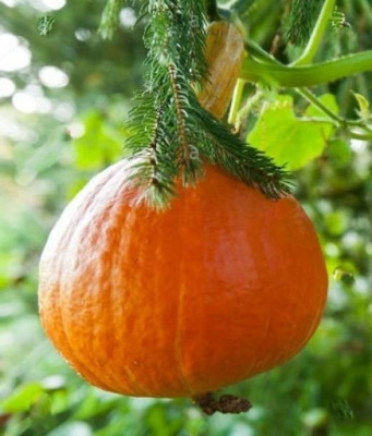 MAA Pumpkin Seed(192 per packet)