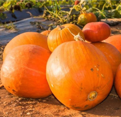 Aro Pumpkin Seed(38 per packet)