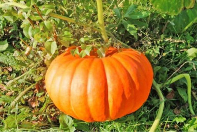 MAA Pumpkin Seed(185 per packet)