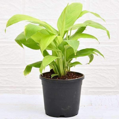 CHOUDHARY PLANTHUB Peace Lily Plant(Hybrid, Pack of 1)