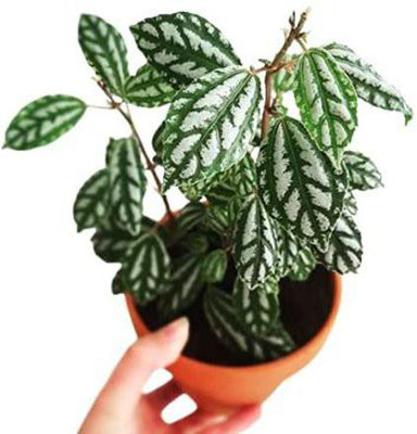 ashokavanam Pilea Aluminium Plant(Pack of 1)