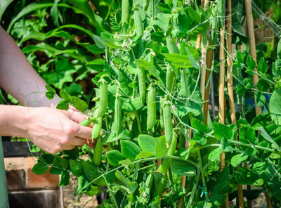 XOLDA Green Peas Seed(32 per packet)