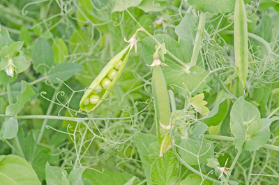 XOLDA Green Peas Seed(32 per packet)