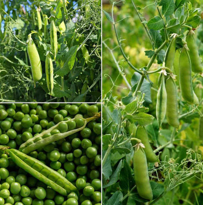 XOLDA Green Peas Seed(20 per packet)