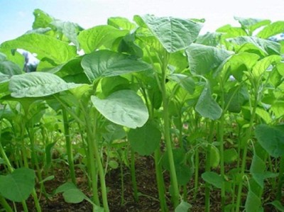 KANAYA Grren Cholai Hybrid Vegetable Seeds Seed(160 per packet)