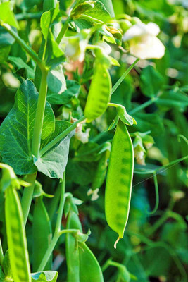 XOLDA Green Peas Seed(21 per packet)