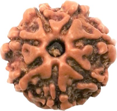 Shiv Kripa Rudraksha Kendra 7 Mukhi Rudraksha Nepali Wood Pendant