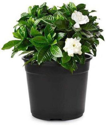 greengrow Plant Container Set(Pack of 10, Plastic)