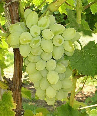 Decon Grapes Seed(25 per packet)