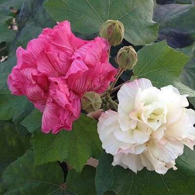 PLANTTOOZS Hibiscus Plant(Hybrid, Pack of 2)