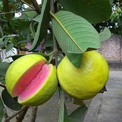 GURVEPLANTATIONI Guava Plant(Hybrid, Pack of 1)