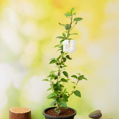 Saeedia plant hub Hibiscus Plant(Hybrid, Pack of 1)