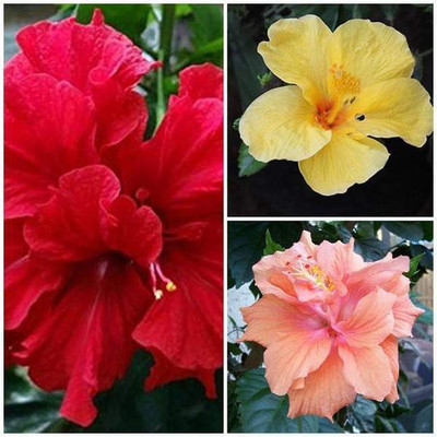 Saeedia plant hub Acanthocerous Tetragonous Mons Variegated Fairy Castle Plant(Hybrid, Pack of 1)