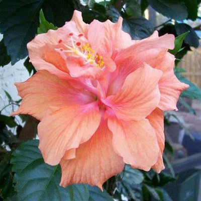 Saeedia plant hub Hibiscus Plant(Hybrid, Pack of 1)