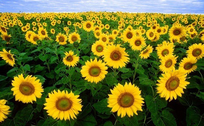 PEDPOUDHE Sunflower Seeds, Surajmukhi Seeds Seed(50 per packet)