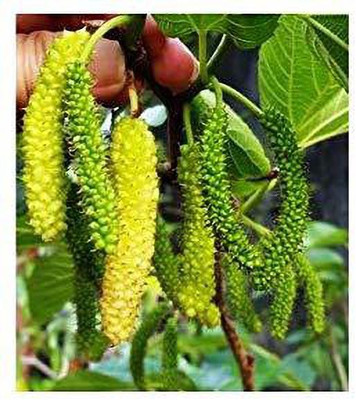 Vijay Sales Shahtoot/Mulberry Plant(Hybrid, Pack of 1)