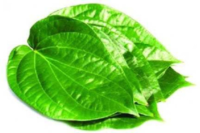 FasanGreen Betel Leaf Plant(Hybrid, Pack of 1)