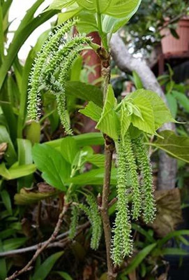 Vijay Sales Shahtoot/Mulberry Plant(Hybrid, Pack of 1)