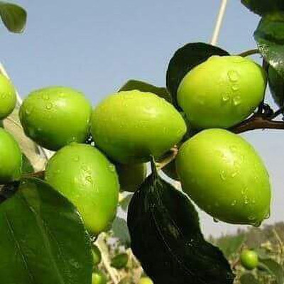 My Dream Nursery Ber Apple Plant(Hybrid, Pack of 1)