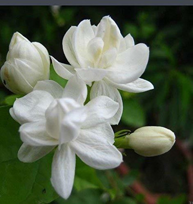 A To Z Sales Jasmine Plant(Pack of 1)