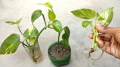 BISWAS GARDEN Money Plant(Hybrid, Pack of 1)