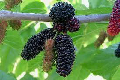 Vijay Sales Shahtoot/Mulberry Plant(Hybrid, Pack of 1)