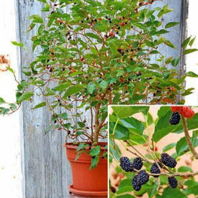 dream shop now Shahtoot/Mulberry Plant(Hybrid, Pack of 1)