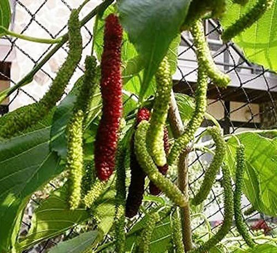Vijay Sales Shahtoot/Mulberry Plant(Hybrid, Pack of 1)