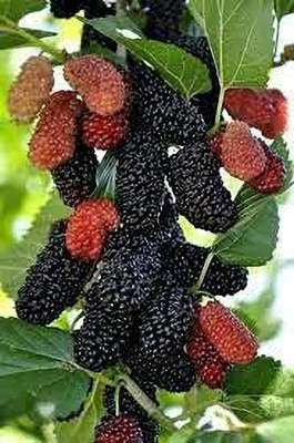 Vijay Sales Shahtoot/Mulberry Plant(Hybrid, Pack of 1)