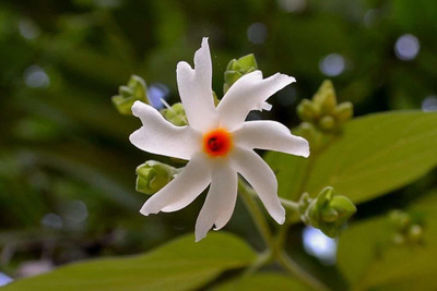 Vijay Sales Night Bloom Jasmine Plant(Hybrid, Pack of 1)