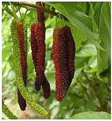 Vijay Sales Shahtoot/Mulberry Plant(Hybrid, Pack of 1)