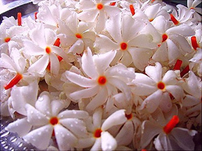 Vijay Sales Night Bloom Jasmine Plant(Hybrid, Pack of 1)