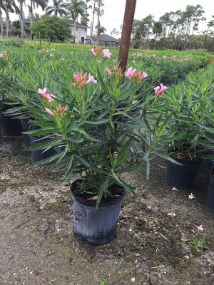 Vijay Sales Kaner Plant(Hybrid, Pack of 1)