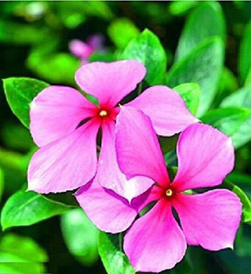 PALAK Sadabahar Plant(Pack of 1)