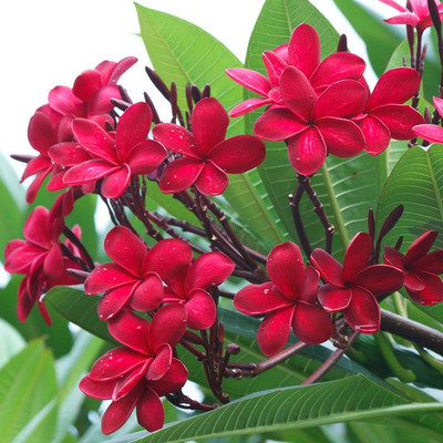 Cloud Farm Plumeria Plant(Hybrid, Pack of 3)