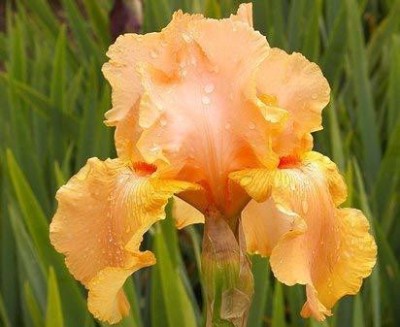 Audbhidhi Dutch Iris “Yellow” Winter Flower Bulbs for Gardening Plants Bulbs Seed(20 per packet)