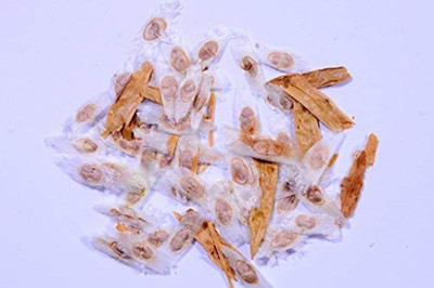 RK Seeds RK Seeds -Indian Tecoma Stans, yellow bell flower seeds,Yellow Color Flower Tree Seeds-Ornamental Plant Flower Seeds-Live Fencing Tree seeds (Tecoma stans seeds) ornamental flower seeds Pack of 100 g Seed(100 per packet)