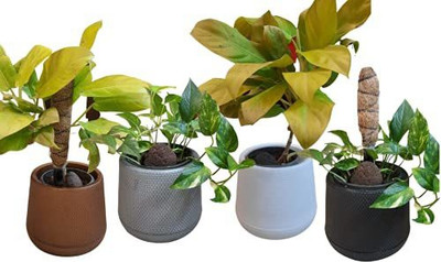 Naturally Green Ceramic finish black po4 Plant Container Set(Pack of 4, Plastic)