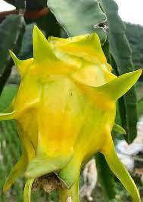Aquinnah Dragon Tree(Hybrid, Pack of 1)