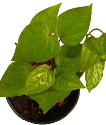 FasanGreen Betel Leaf Plant(Hybrid, Pack of 1)