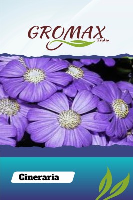 Gromax India Cineraria Seed(40 per packet)