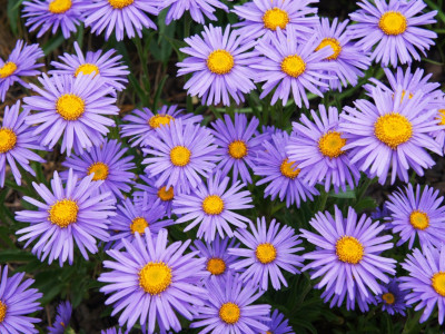 ME Traders Aster Hybrid Flower Seed(22 per packet)