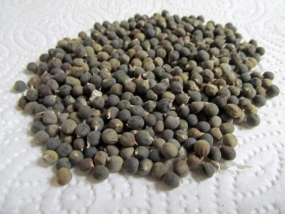 Plantzoin Lady Finger, Bhindi, Dhenras, Bendekayi, Abelmoschus Esculentus Seed(100 per packet)